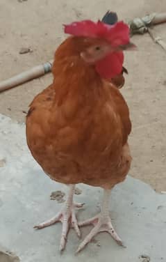 hens for sell