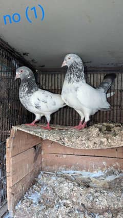 kabotar for sale video avail 03214726428