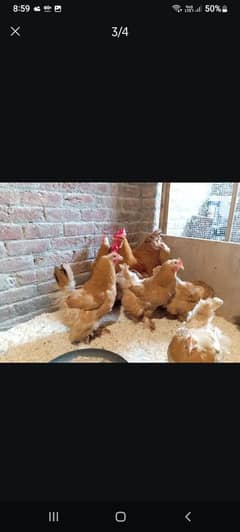 Goldeb Buff Chicks Available