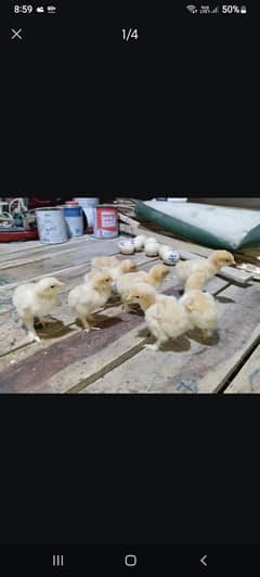 Golden Buff chicks available