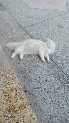 Persian