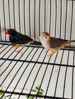 Breeder pair