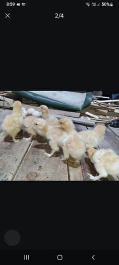 Golden buff chicks available