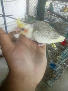 Cocktail Chicks for handtamed