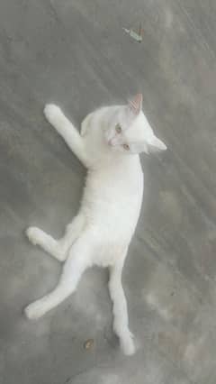 male