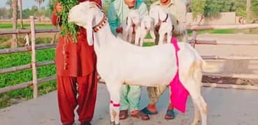 3 Bacchon Ka Sath Rajanpuri Bakri For Sale Call _03278290878