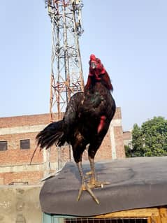 pakoya