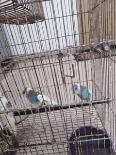 Australian parrot