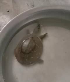 turtles
