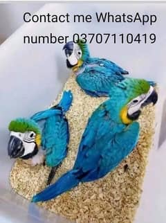 blue Macau parrot chicks  for sale