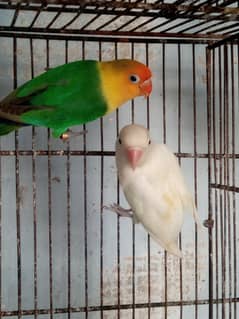 lovenbirds breeder pairs guaranteed