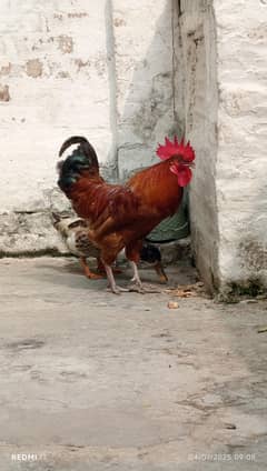dasi murga available for sale