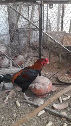 Aseel mianwali murgha