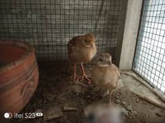 King size Irani Teeter Chicks