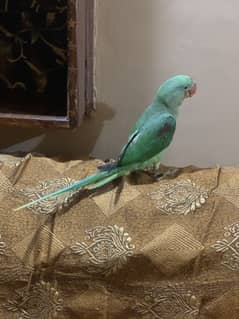 Male parrot sale