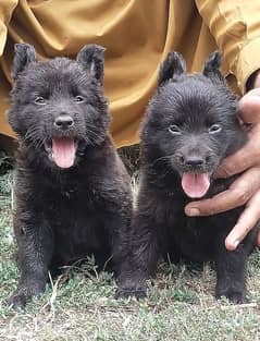 Black German Shepherd long Coat puppies pair