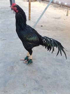 Aseel Lassani chicks