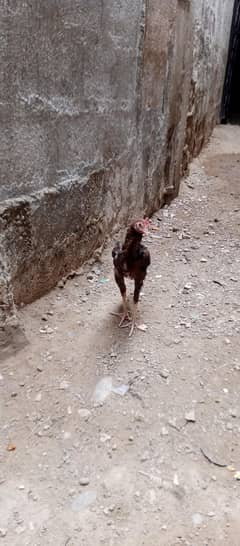 mianwali aseel patha