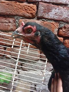 beautiful  female