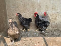 bantam chicks 0/3/2/4/4/4/9/9/9/4/6