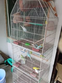 selling cage with parrot s