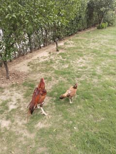 ek Mel hai do female hai argent sel karne hain