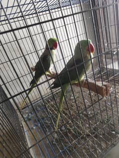 raw parrot for sale