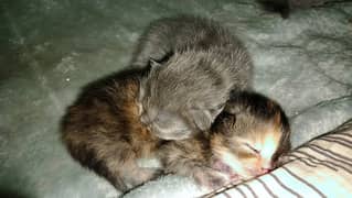 Cat baby Persian cat baby age 2 months