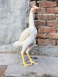 Shamo aseel top quality female available