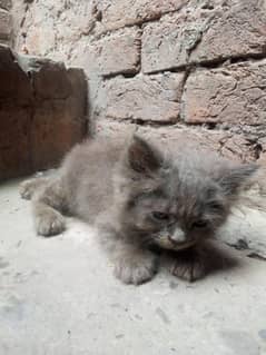 Persian Gray kitten