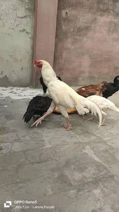 HEERA