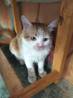 Cat for sale.