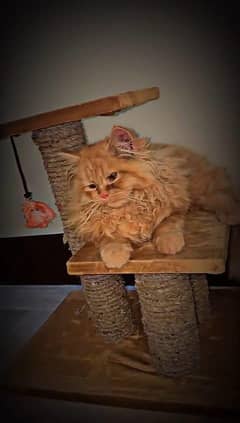 Male beautiful Persian Cat with house and all accessories