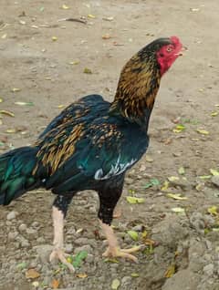 seal mugura for sale final 12000