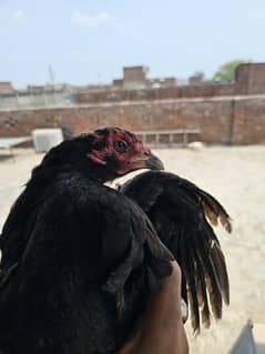 Aseel Mushki Madi