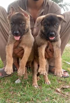 Belgium Shepherd pair 2 mahnt for sale active and healthy