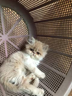 triple coated Persian kittens