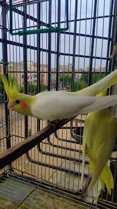 Cockatiel Females cream red eyes adult