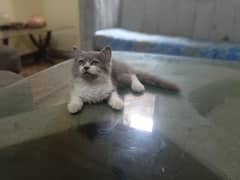 cat for sat
