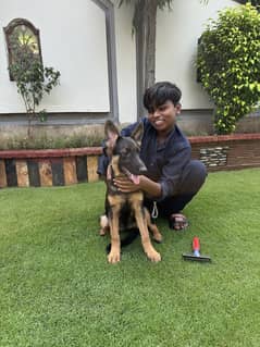 Chipped, pedigree German shepherd pair