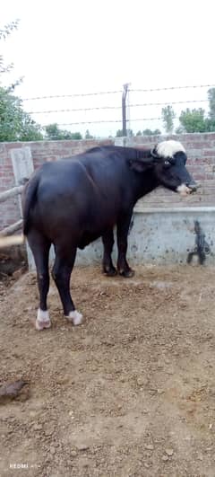 katty for sell