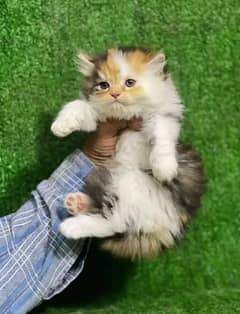 Persian