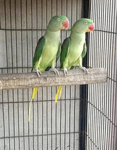 raw parrots cage