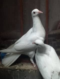 fancy pegion