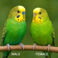  Beautiful Australian Budgies Pair for Sale – Active & Healthy 