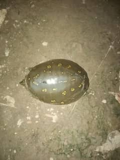 5 black turtle for sale contacts nambar 03211490381