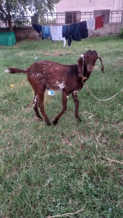 4 Months old Buk
