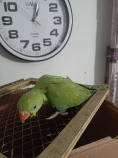 green parrest self