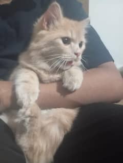 Persian Cats for sale, healthy cats