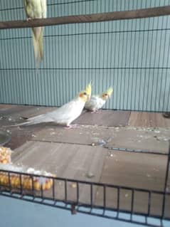 Breader pair